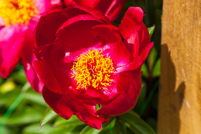 Flowers (35)